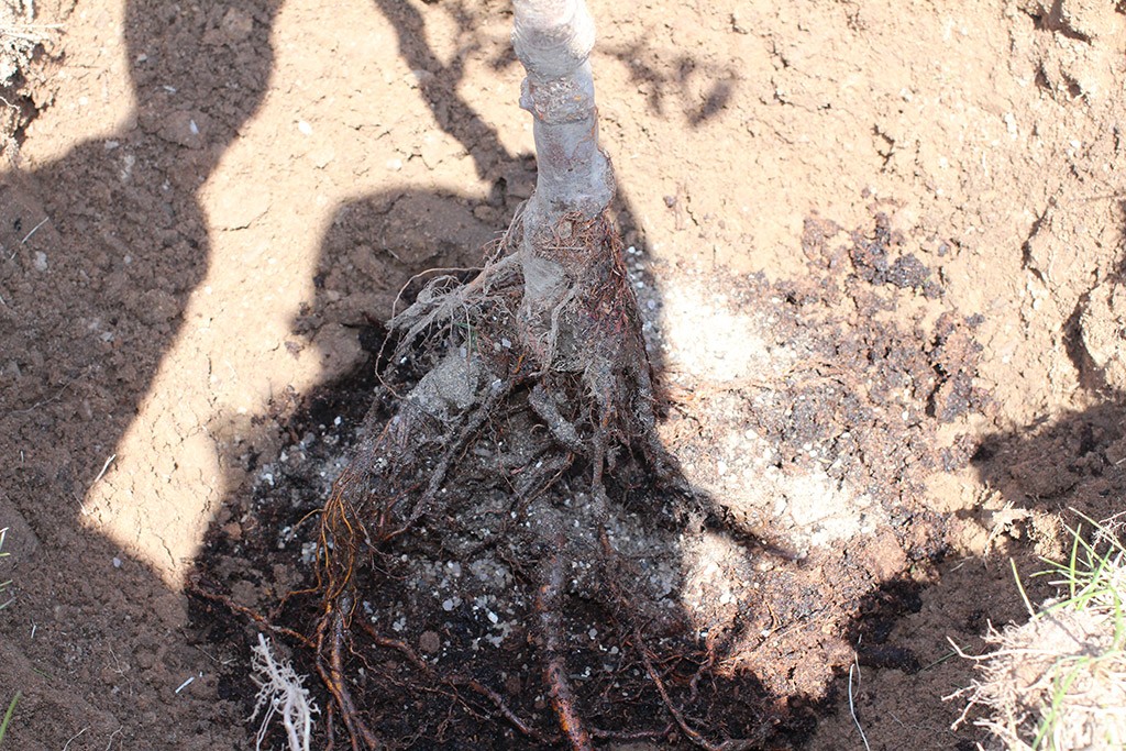 mycorrhizal fungi for roots