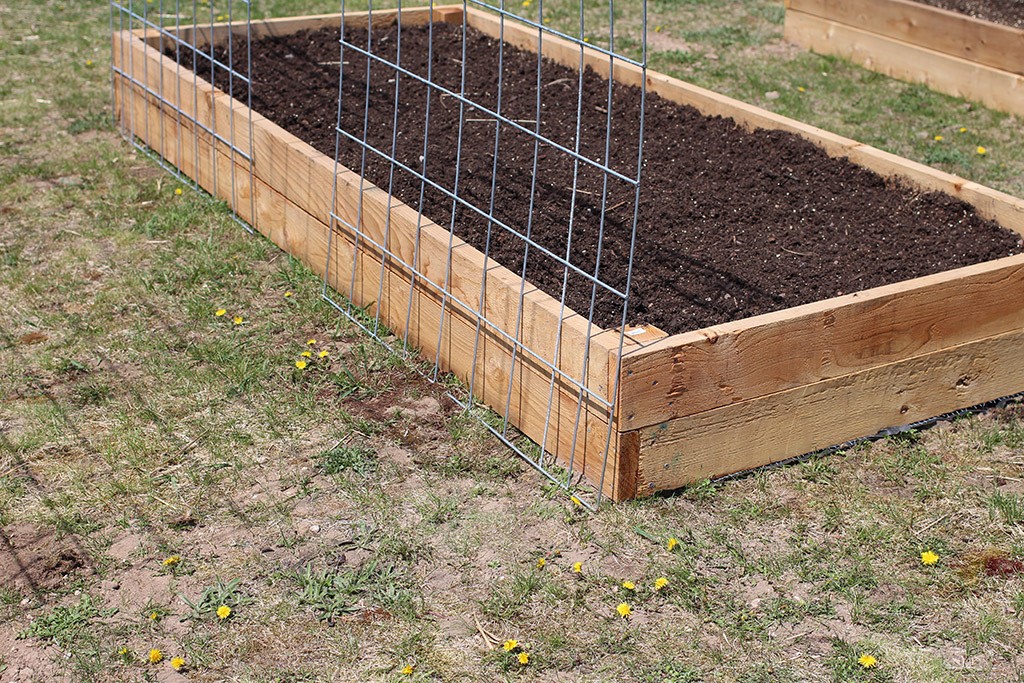 cattle panels wedged between two raised garden beds
