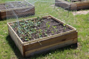 Raised garden bed with protective cage