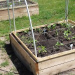 Raised garden bed with PVC hoops for bed covers or cold frames