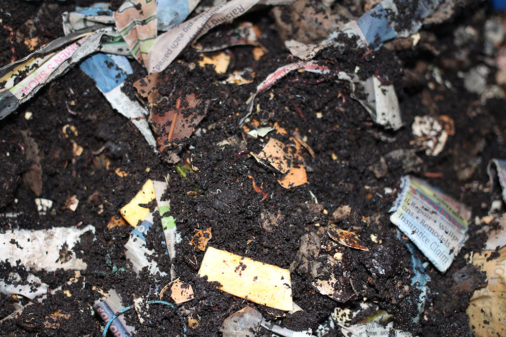 Vermicomposting bin with worms