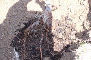 Placing a bare root fruit tree