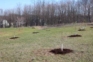 newly planted fruit trees